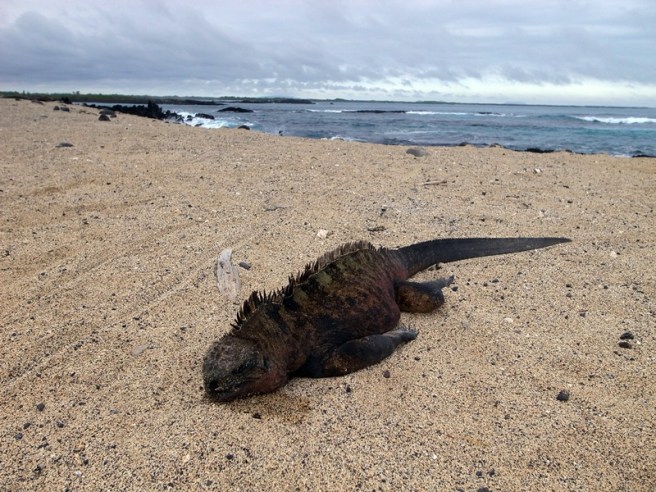gala isa snorkel isla