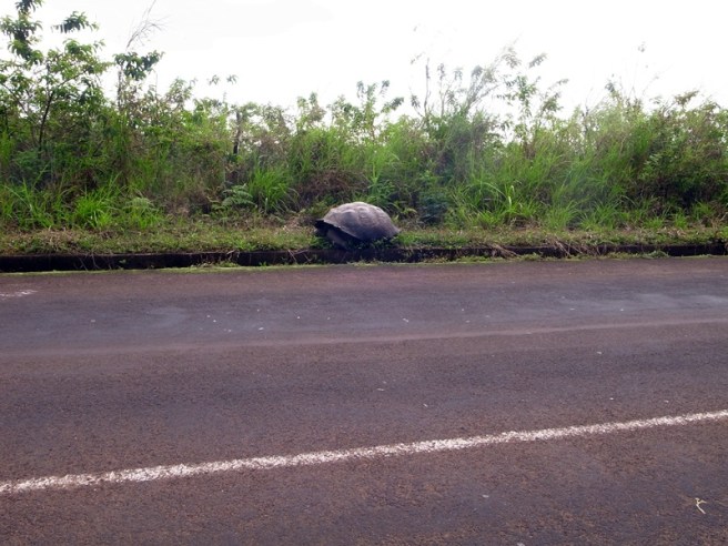 gala cruz inland trip