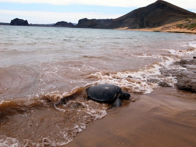 gala bartolome beach