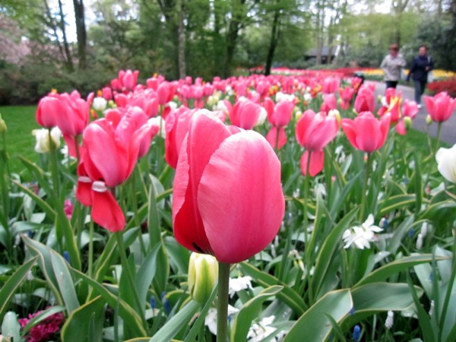 第一次看鬱金香花展，我想有過百種的鬱金香
