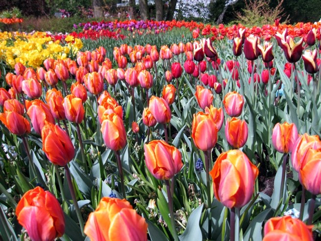 由紅色到紫色，由黑色到白色，千彩繽紛