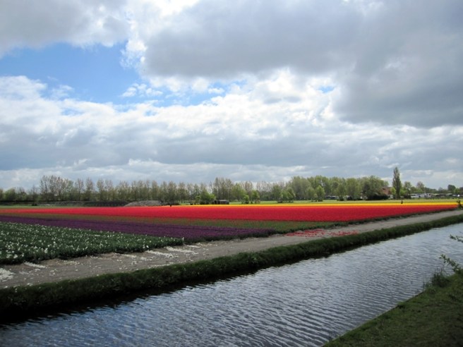 在高地上，還可以看到遠處的鬱金香花田