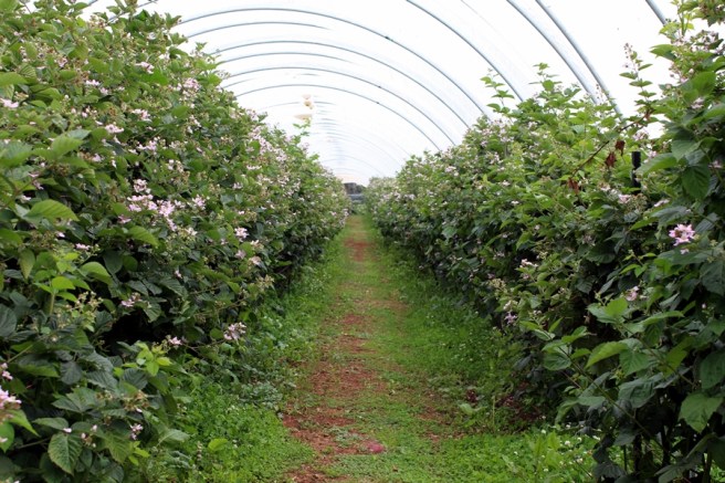 不過這裡就沒有讓遊客去摘berry的地方
