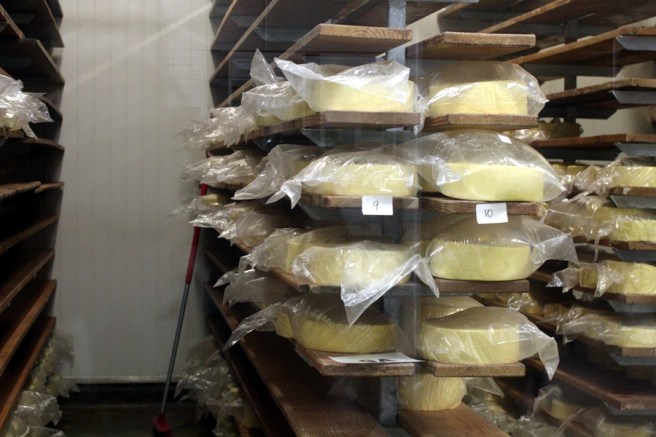 到了芝士廠，有一個簡介生產過程的電影室，也可以透過玻璃看到芝士存放室