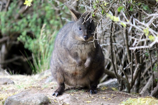入黑了，也是小動物出來的時候