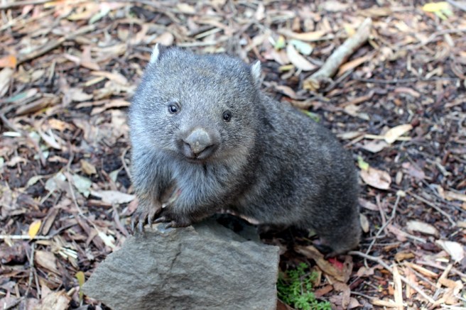 第一次認識這Wombat小動物，很可愛