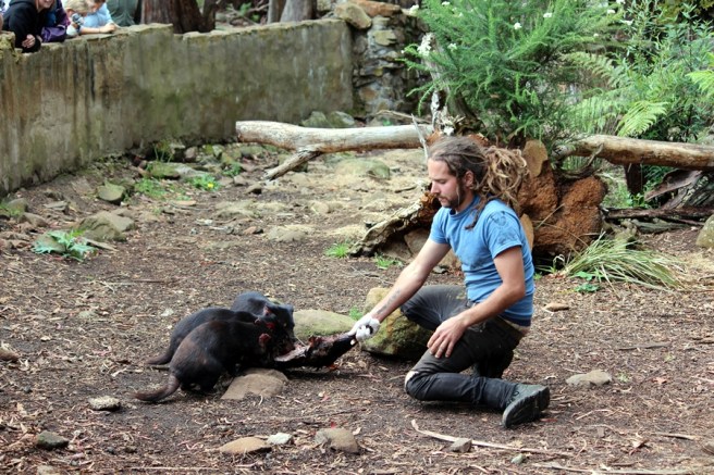 導賞員帶來了一隻被車撞死了的動物屍體餵給他們吃