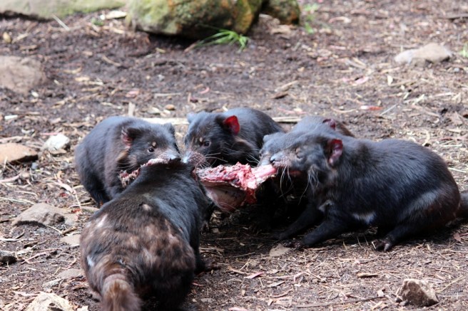 一問到肉味，其他幾隻Devil也衝了出來搶食物，不消一會，連骨連皮也消失了