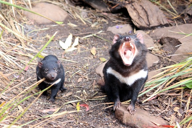它們一見到食物就........