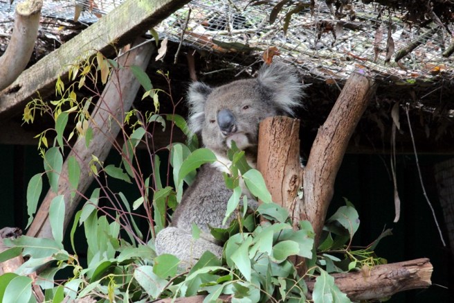 還有另一個澳洲特產，樹熊