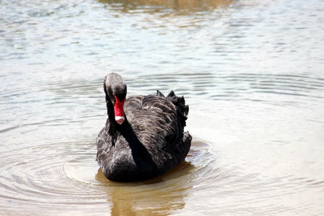 黑天鵝