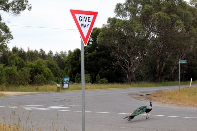 [遊記] 澳洲塔斯曼尼亞自駕遊(1) – Launceston and the&nbsp;North