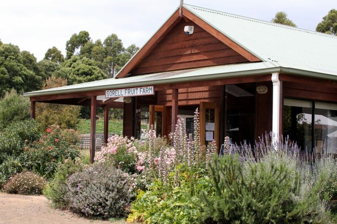 下一個要去的地方就是Sorell Fruit Farm，第一次在果園摘生果