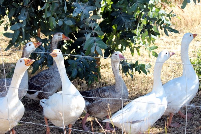 這些鵝一看到人走過就不斷大吃，以為有食物吃