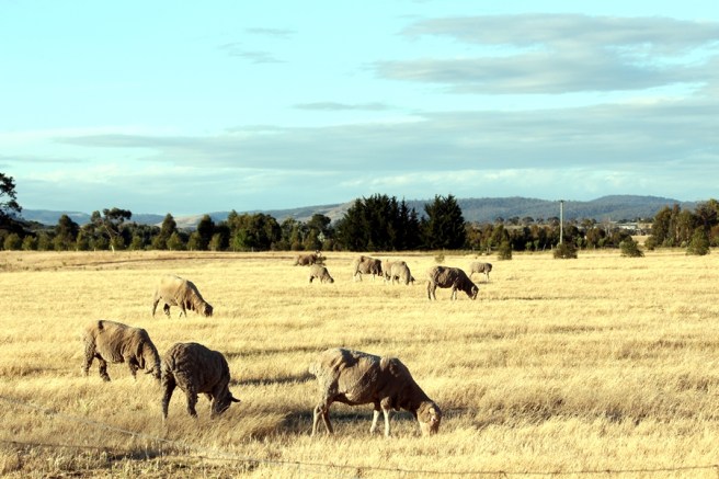 大約三時多，我們就搬到Richoomnd另一家地方住，今次是Farm Stay，我們住在一個農場裡