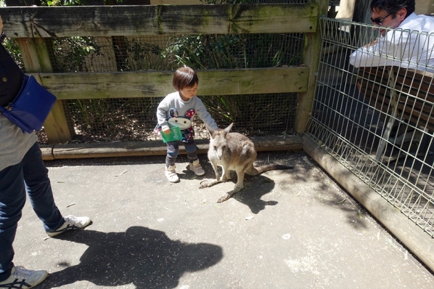 [悉尼親子遊] 親子景點和五天行程規劃 (2Y6M)